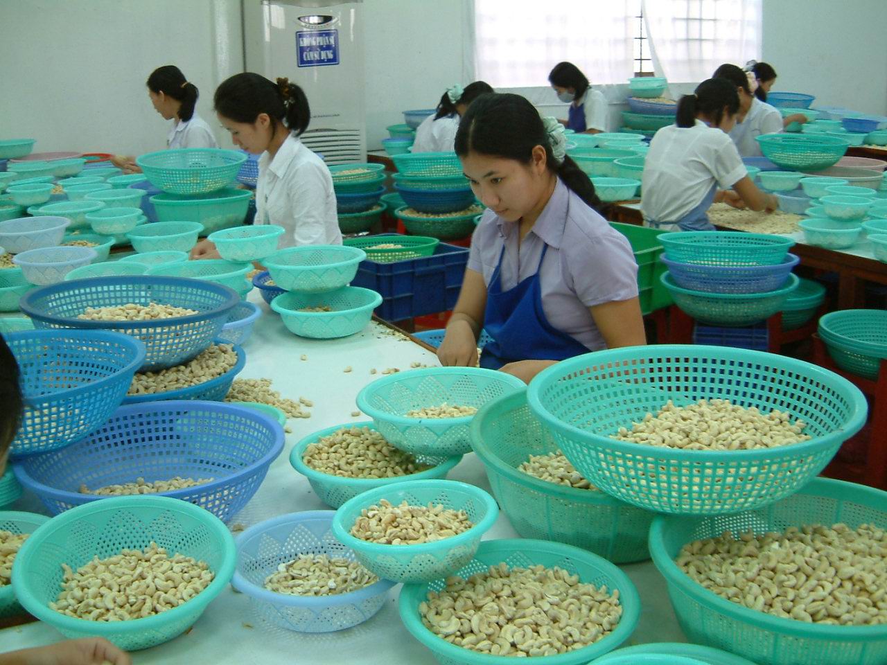 Cashew nut exports enjoy rises in both volume and value